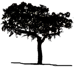 Produced from trees that go on living.