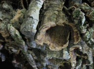 Cork Bark & Branches