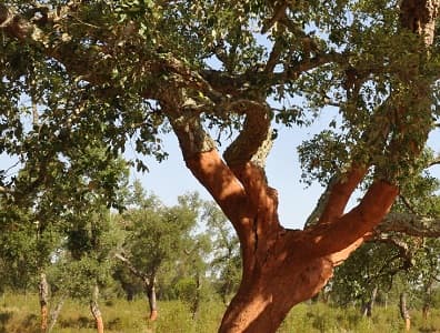 Harvested cork tree living in a cork forest