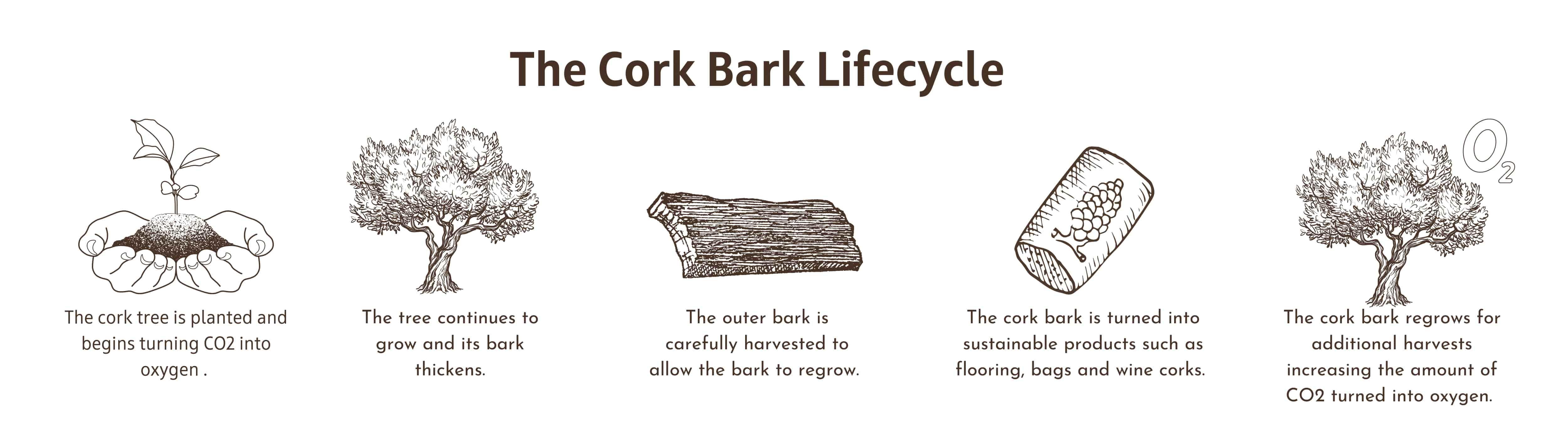 From acorn to tree to cork harvest to cork products to continued growth and harvest